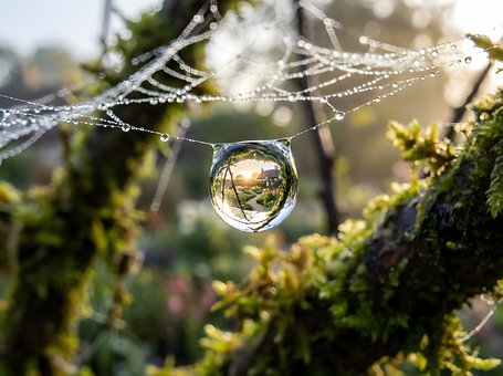 Spinnenweb, Dauw, Druppels, Macro
