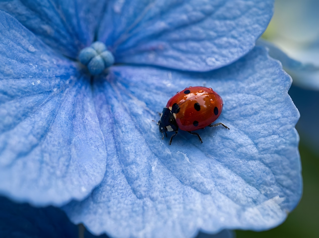 Ladybug - free online jigsaw puzzle photo
