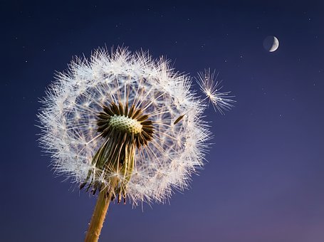 Paardenbloem, Zaad, Wens, Nacht
