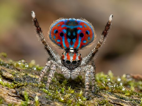Springspin, Kleurrijk, Macro Fotografie