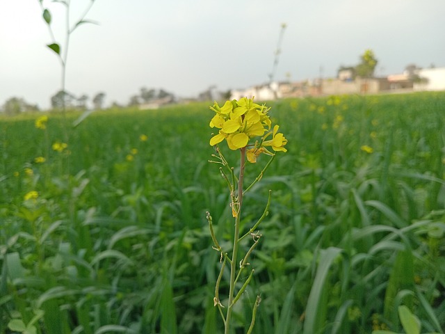Free Yellow Flower photo and picture