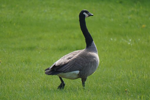 Free Goose Canada Goose photo and picture