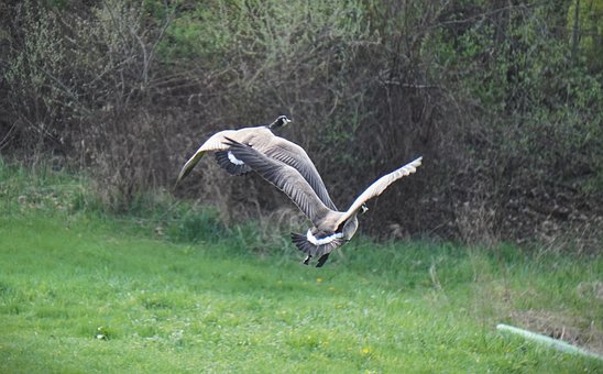 Free Canada Goose Flying Birds photo and picture