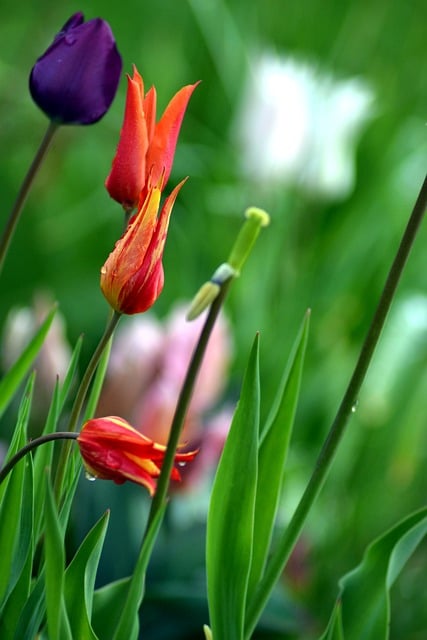 Tulipaner, Forår, Natur, Blomster, Have