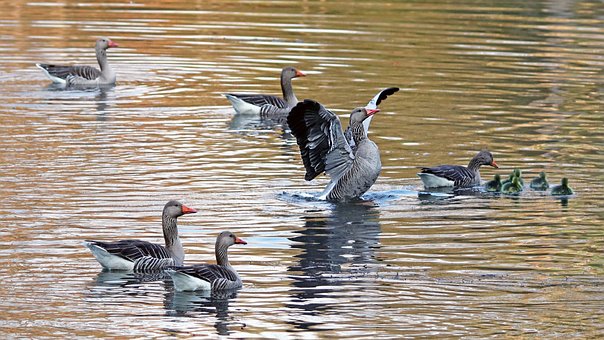 Free Geese Waterfowl photo and picture