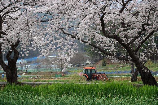 Traktor, Forår, Blomster, Sakura