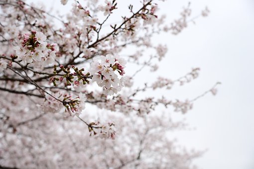 Forår, Kirsebærblomster, Træer, Hvid