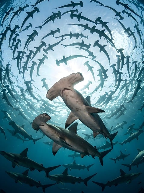 Free Hammerhead Shark Underwater photo and picture