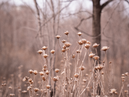 Tørrede Blomster, Natur, Efterår, Vissen