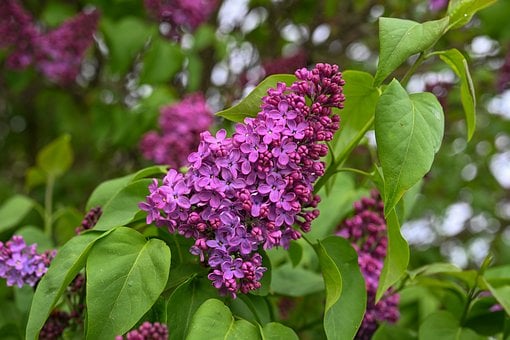 Flieder, Blume, Lila, Natur, Strauch