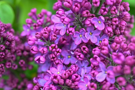Blumen, Lila, Frühling, Natur
