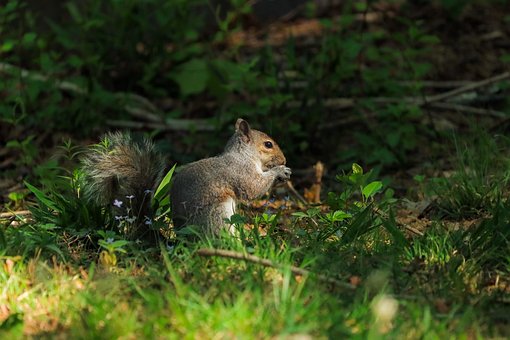 Eichhörnchen, Natur, Tier, Wild