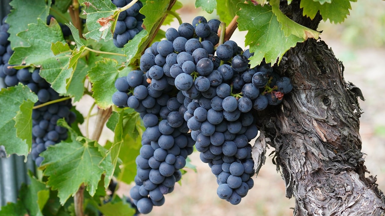 Grape Excellent Picture Grapes Winemaking Ripe - Free photo on Pixabay