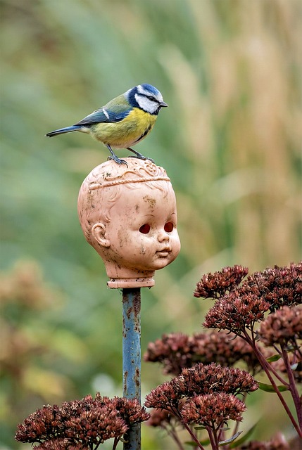 Free Blue Tit Bird photo and picture