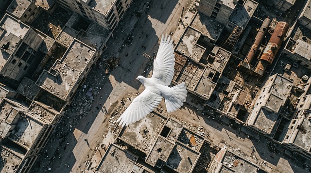 Free bird flight city illustration