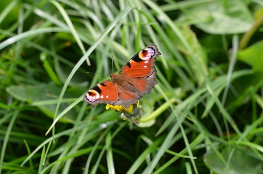 Free Butterfly Insect photo and picture