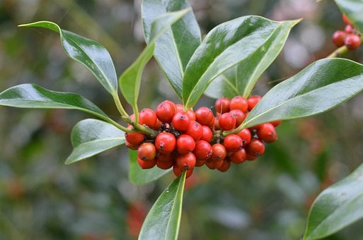 Free Laurel Red Berries photo and picture