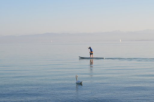 Free Lake Constance Swan photo and picture