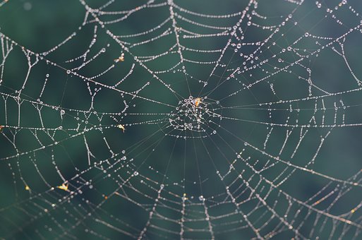 Free Spider Web Dewdrops photo and picture