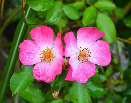 Free Rose Dew Drops photo and picture