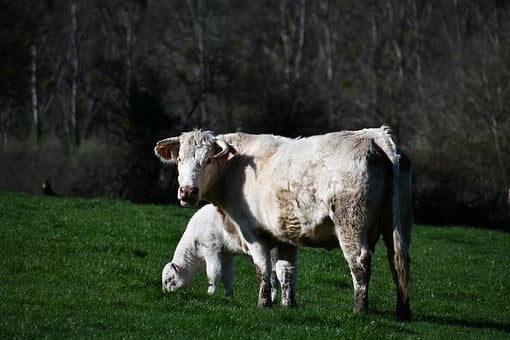 Vaca, Ternero, Prado, Agricultura