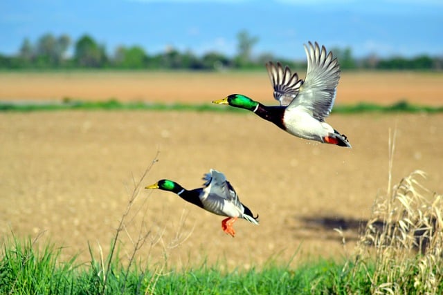 Natur, Flyvende Ænder, Gråænder