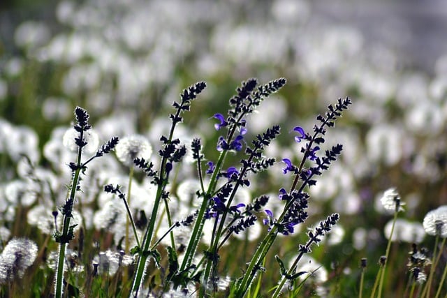 Mælkebøtte, Engblomster, Lilla Blomster