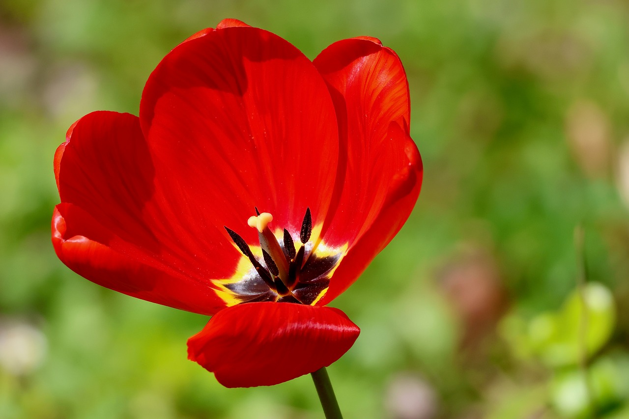 Tulip - free online jigsaw puzzle photo