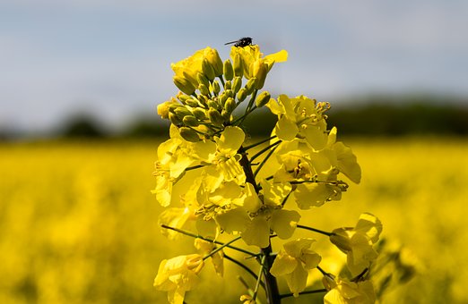 Free Rapeseed Yellow photo and picture