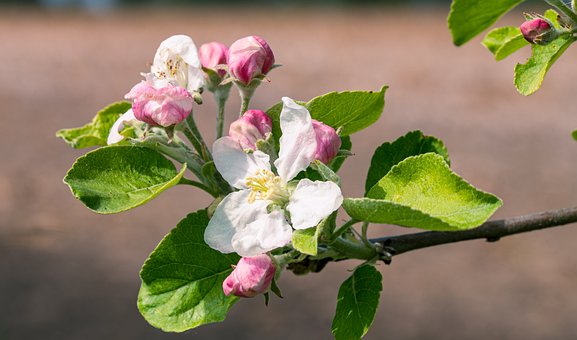 Free Blossom Apple Blossom photo and picture