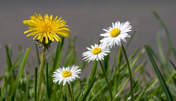 Free Dandelion Daisy photo and picture