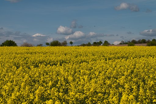 Free Rapeseed Field Blue Sky photo and picture