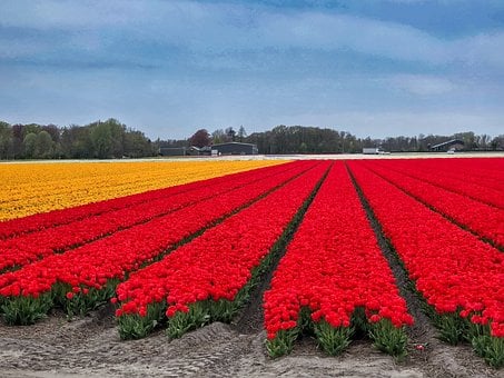 Tulipani, Campo, Rosso, Giallo, Fiori