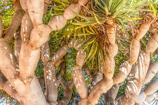 Baum, Kaktus, Natur, Laub, Sonne, Wüste