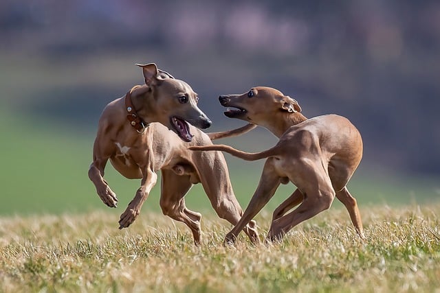 Free Dog Play photo and picture