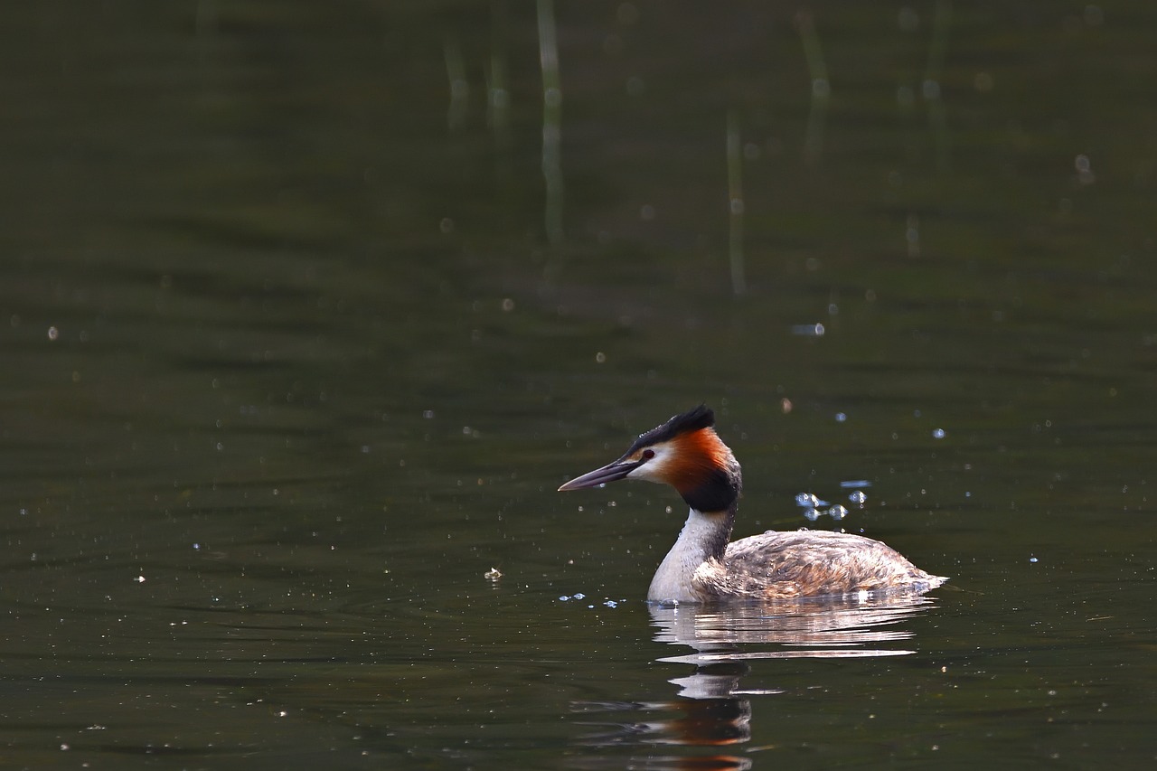 Great Crested Grebe Water Bird - Free photo on Pixabay