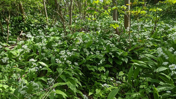 Free Forest Wild Garlic photo and picture