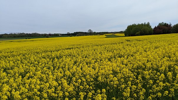 Free Field Canola photo and picture