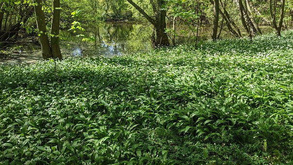 Free Forest Trees photo and picture