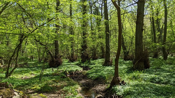 Free Forest Trees photo and picture