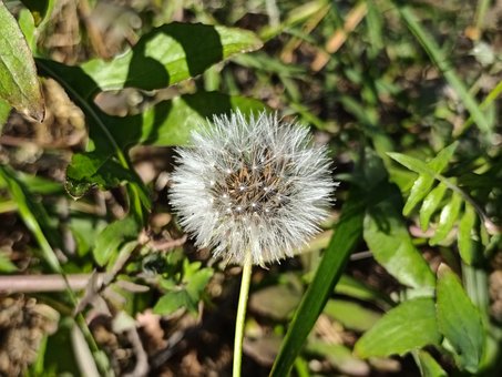 Dente-De-Leão, Natureza, Flora, Planta