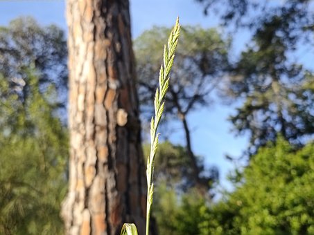 Natureza, Árvore, Pinheiro, Râmio