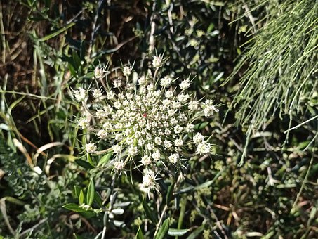 Flor Selvagem, Planta, Natureza