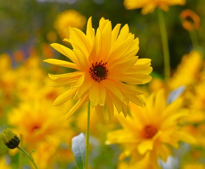 Free Sunflower Nature photo and picture
