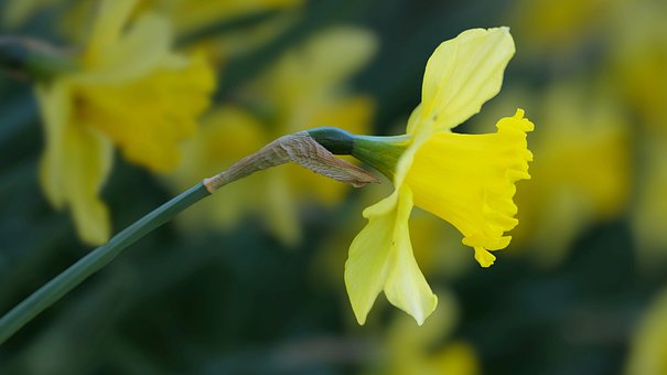 Narcis, Květina, Jaro, Makrofotografie