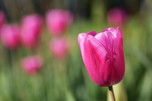 Příroda, Květina, Růžová, Tulipán
