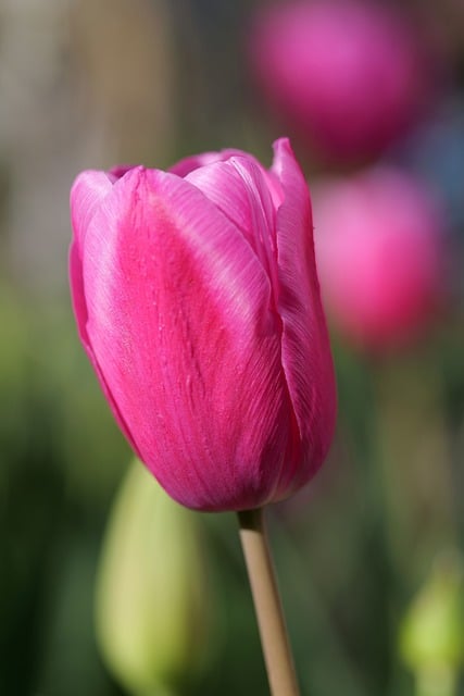 Tulipán, Růžový, Příroda, Jaro, Květina