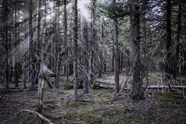 Free Forest Dark photo and picture