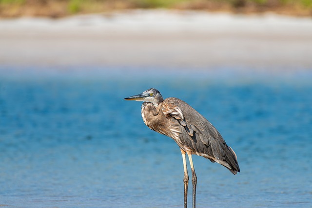 Free Bird Heron photo and picture