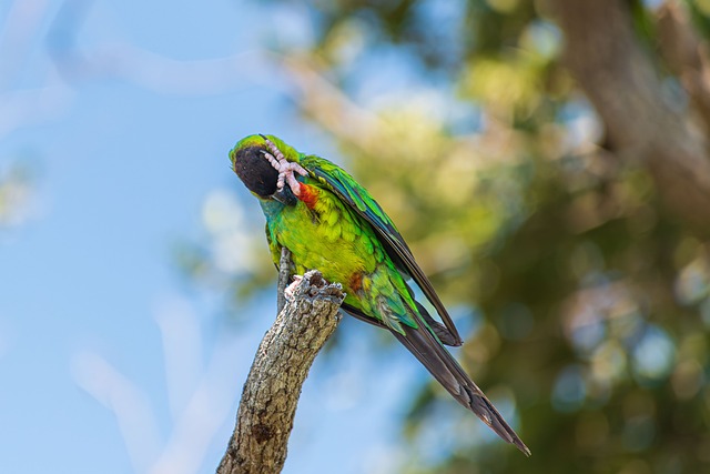 Free Parrot Animal photo and picture